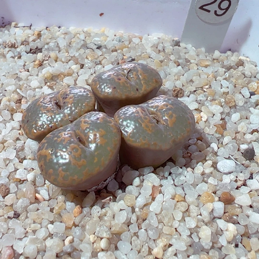 我***智1118-425多肉多日