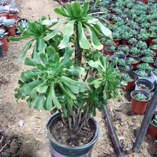阿***肉绿法师多肉植物48