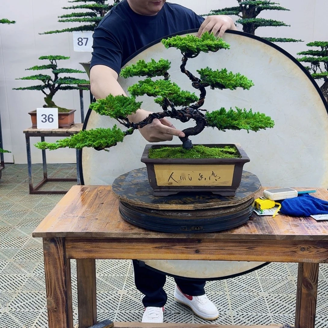 无花朵柏树造型盆景