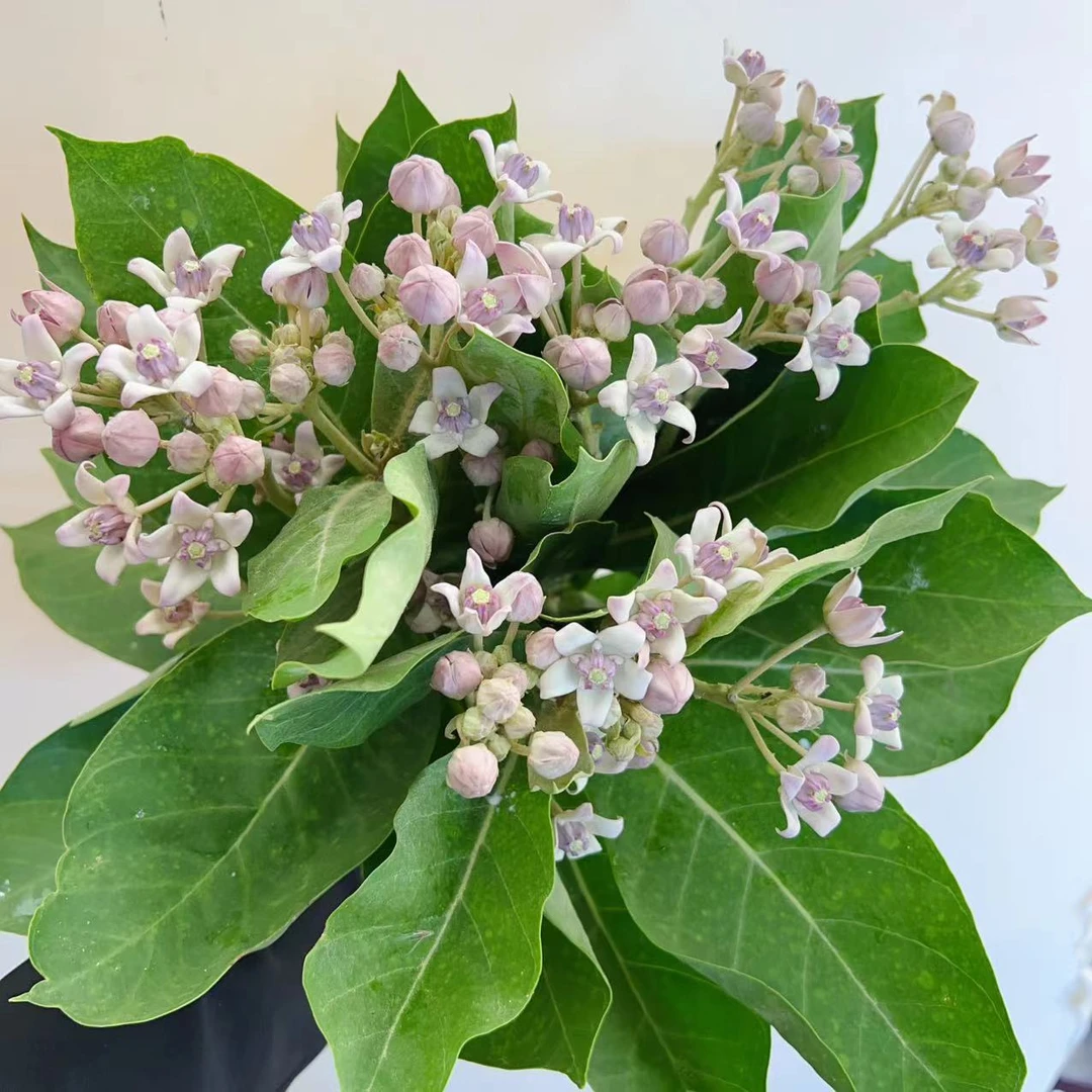一花一木【糖豆鲜切花】新鲜花材 昆明基地直发