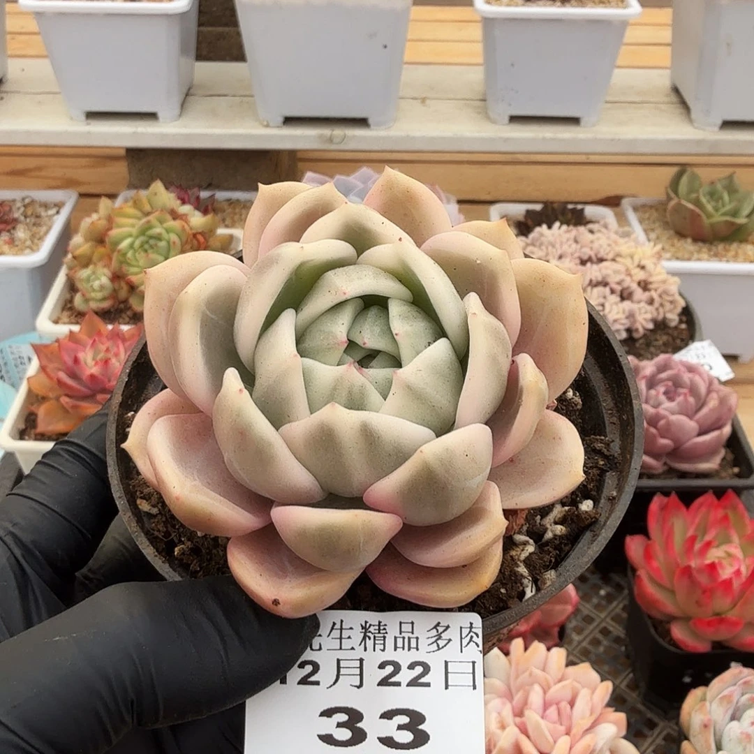 1222-33香槟锦单头