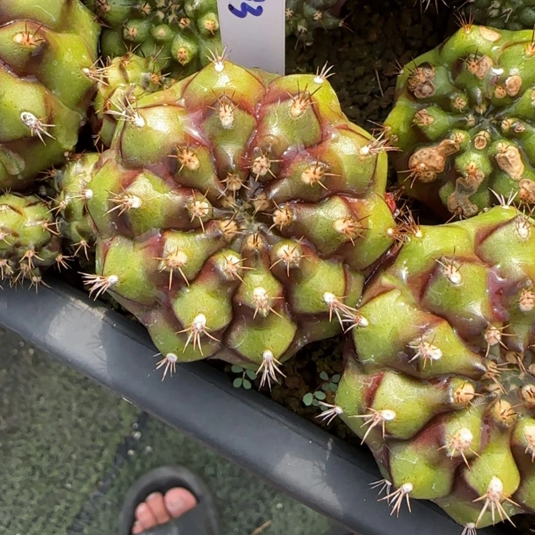 193-0117红枣泰国发货多肉