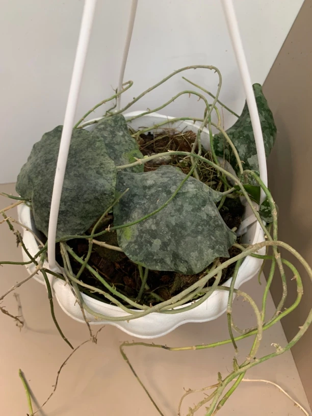 龟壳球兰 室内绿植