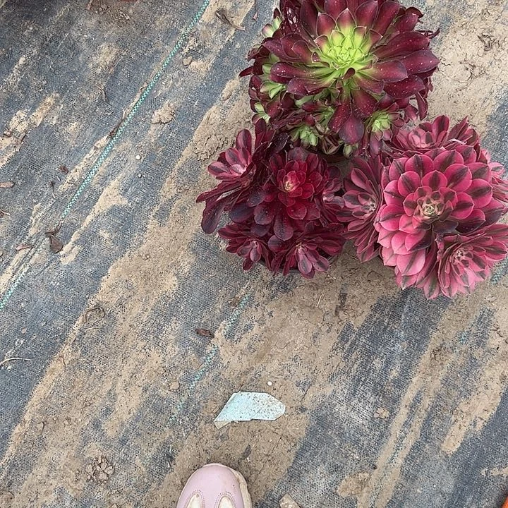 法师一物一拍链接223