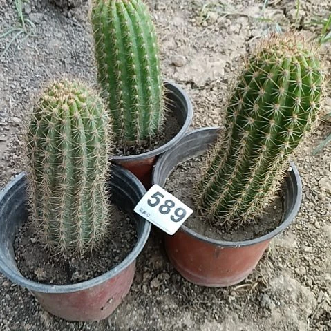 处理毛花柱3棵不同品种589