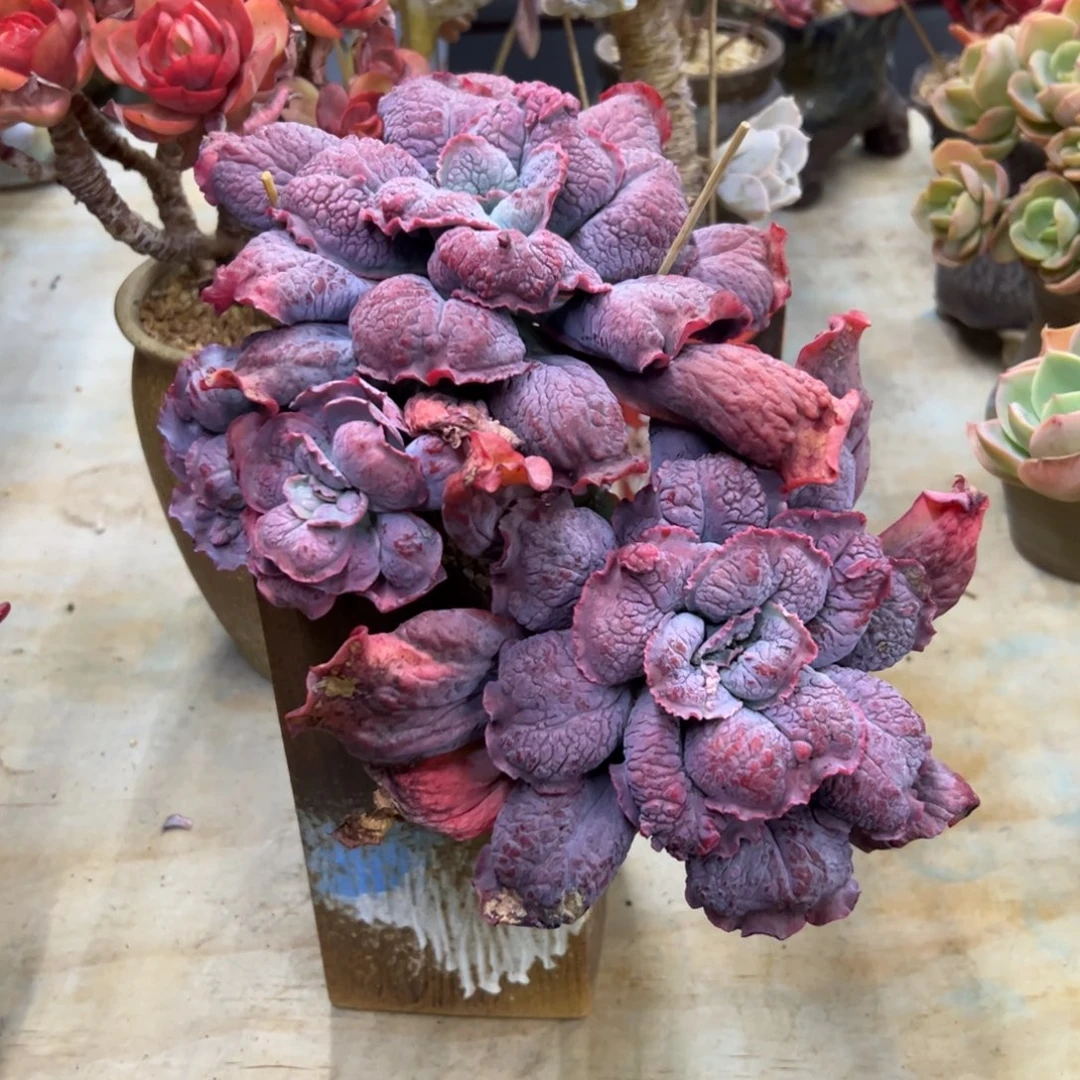 男爵有砍48 零零多肉植物