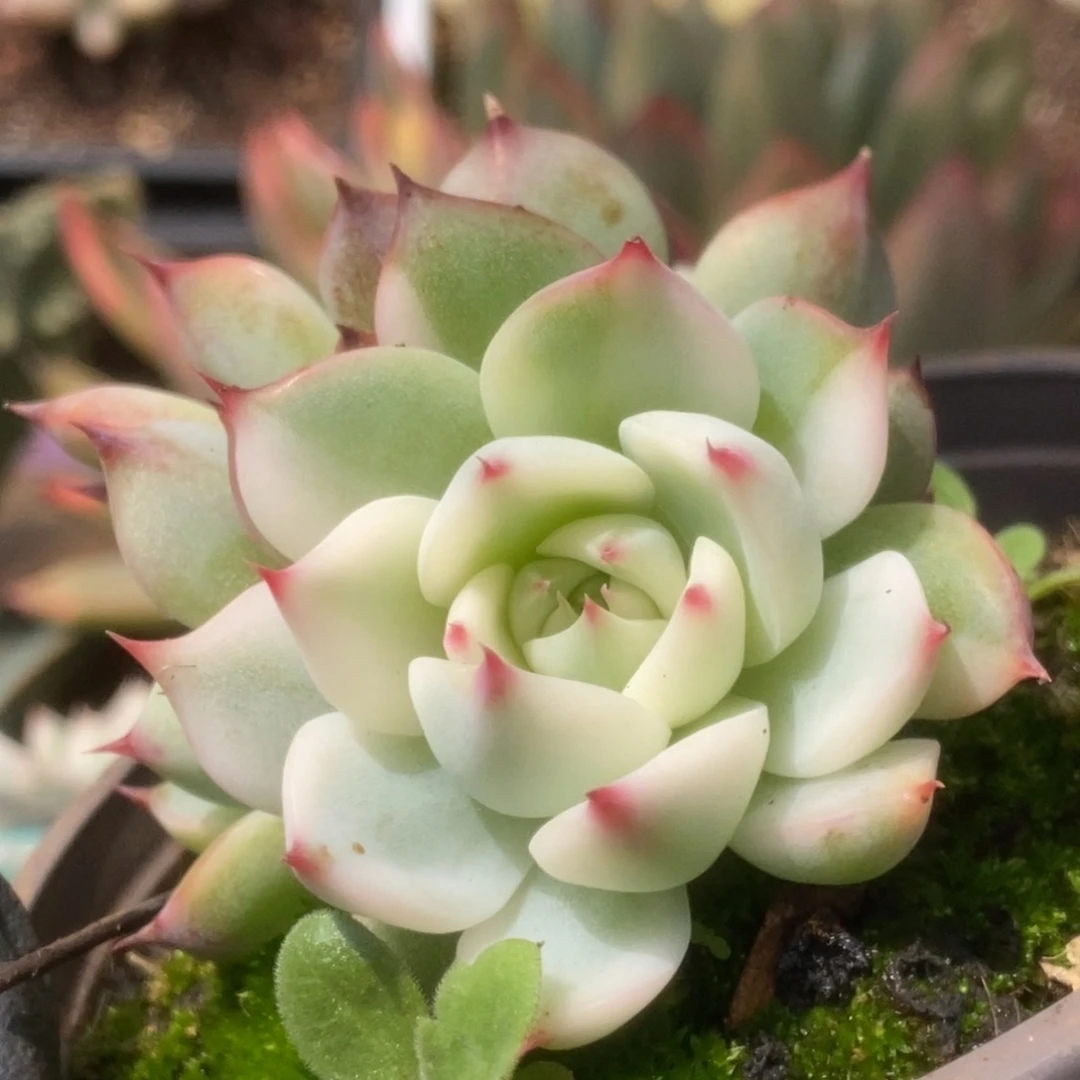 606锦锦锦锦锦锦锦锦