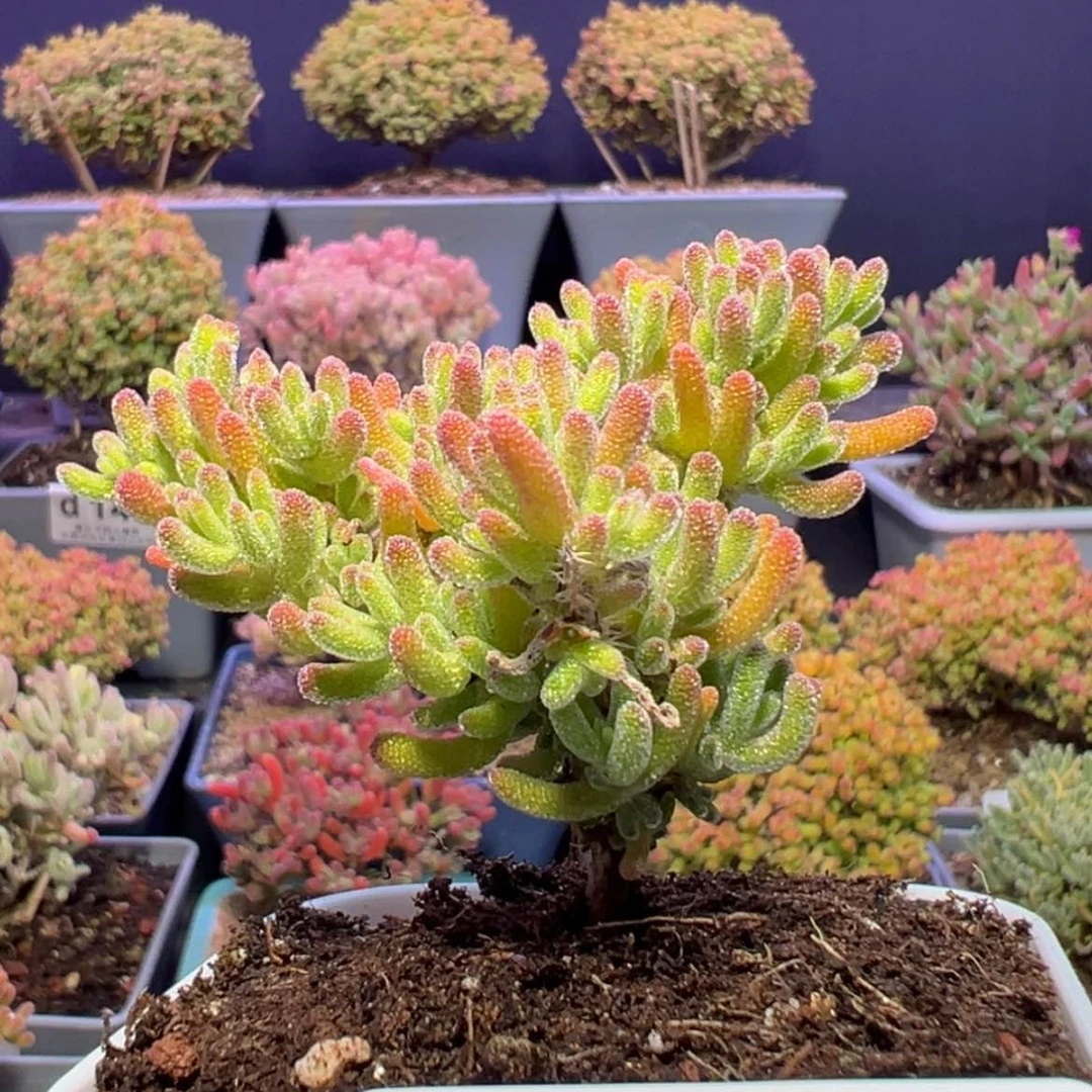 【闪购商品】d716直杆冰川枝干番杏