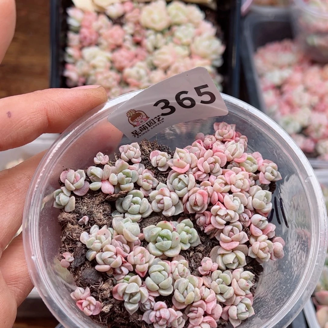 多肉植物多肉植物