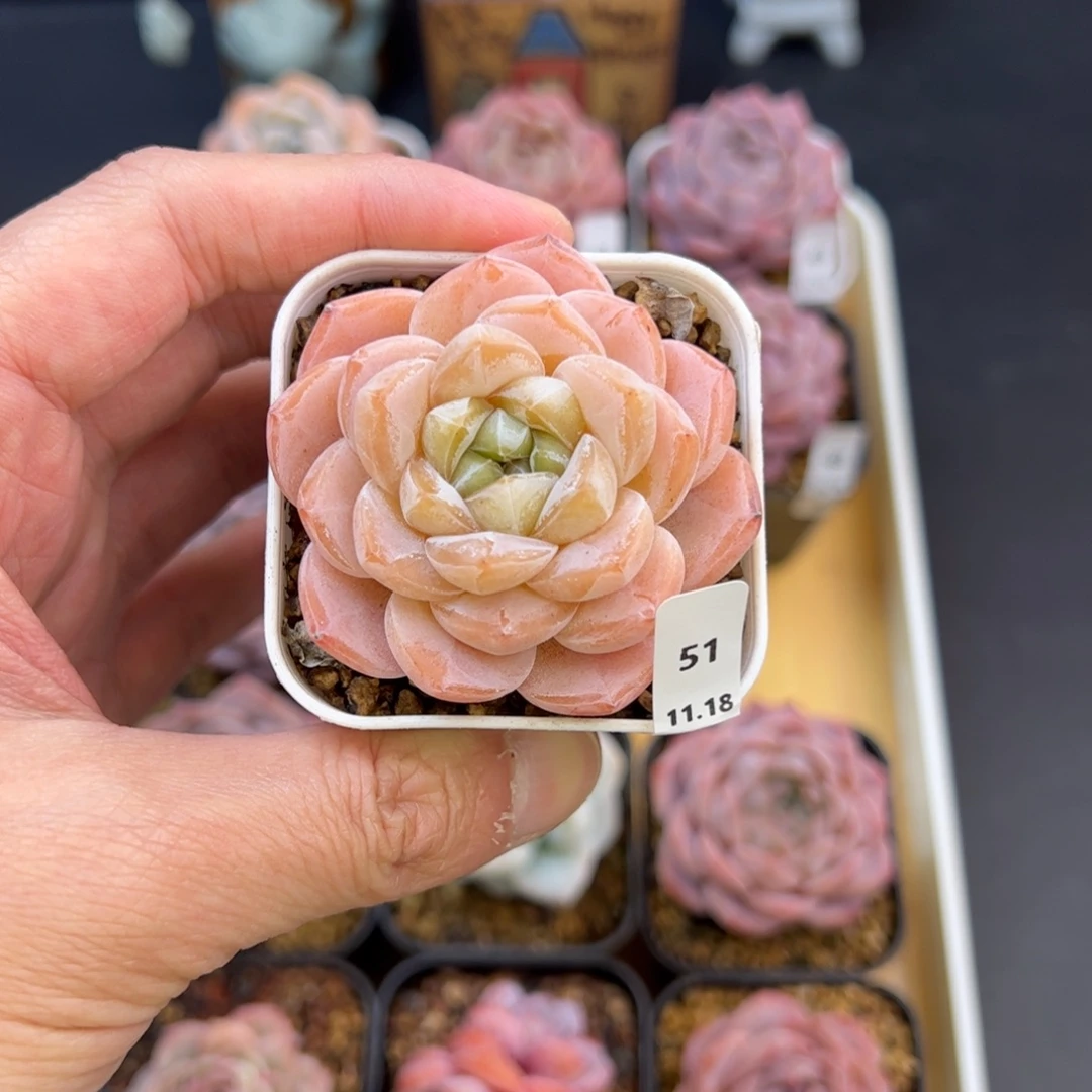 好好看51、哈哈哈哈哈