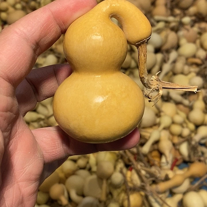 阑*?精品葫芦手把葫芦53