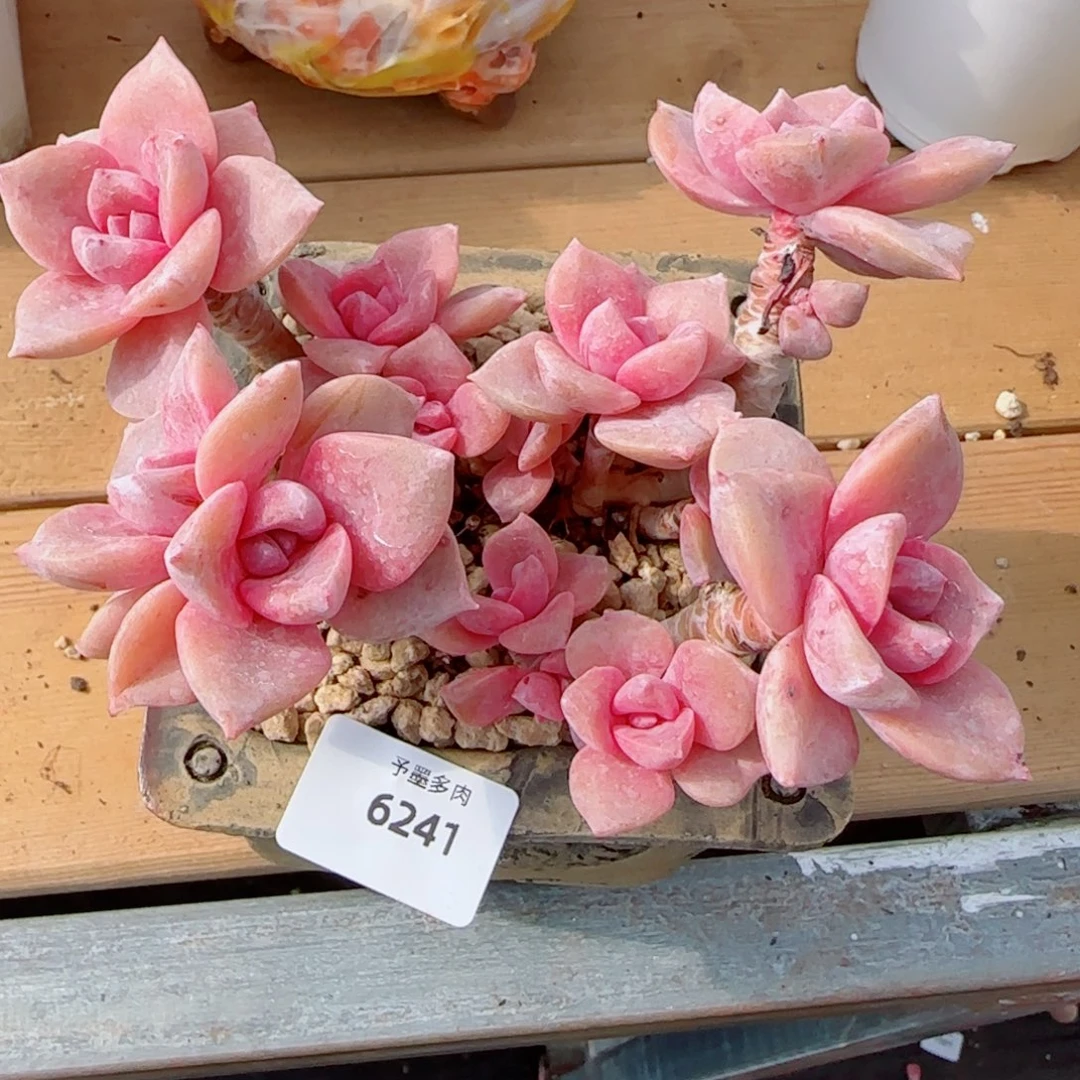 彩虹糖无砍，6241多肉植物