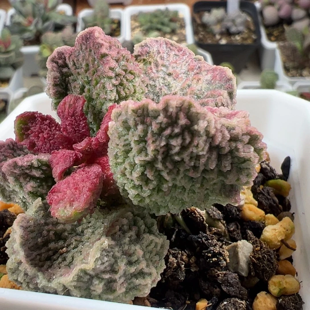 橘粉蝴蝶结实生新品多肉植物水泡