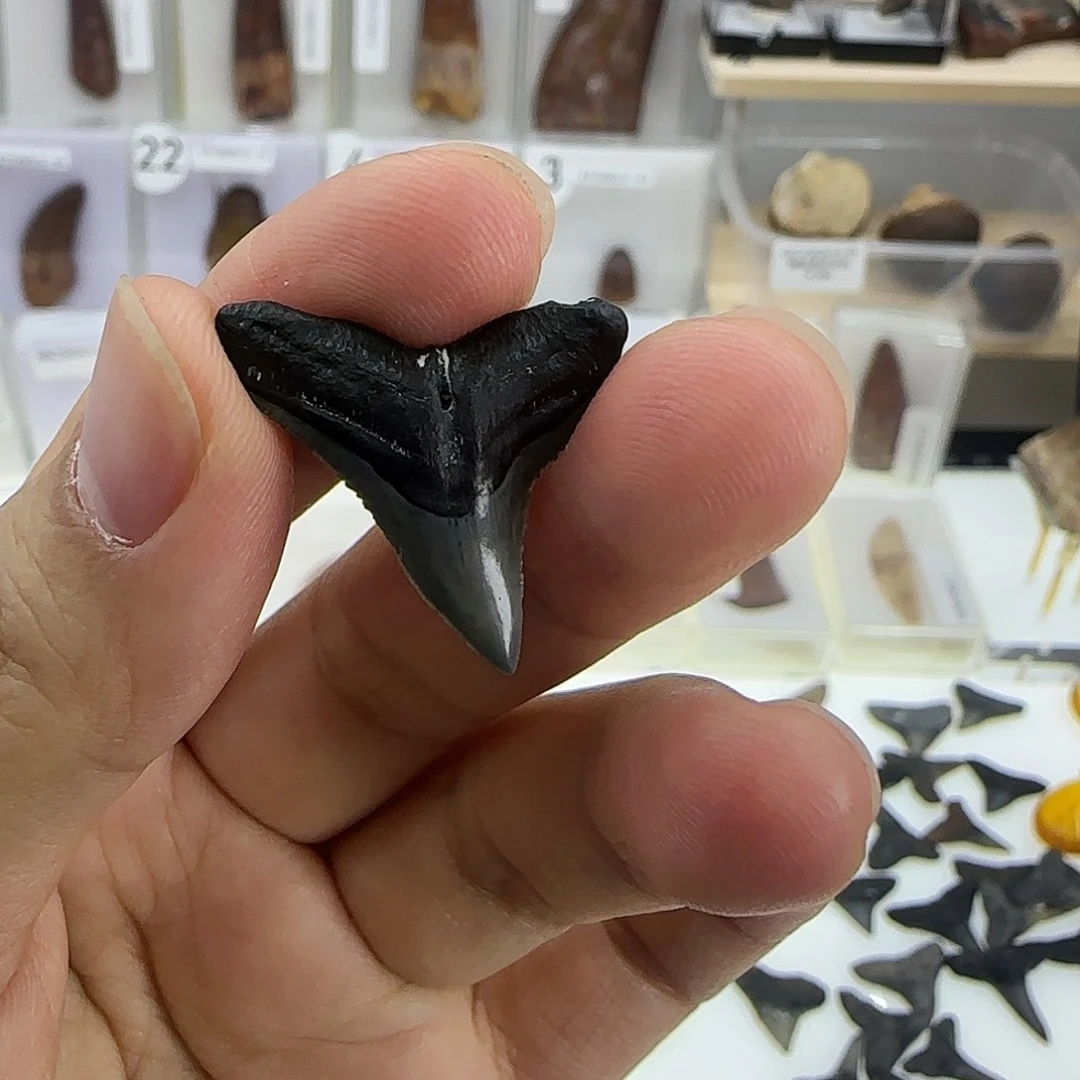 有机玻璃鲨鱼牙牙齿化石