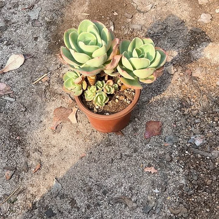 甜**麻一物一拍多肉碧桃