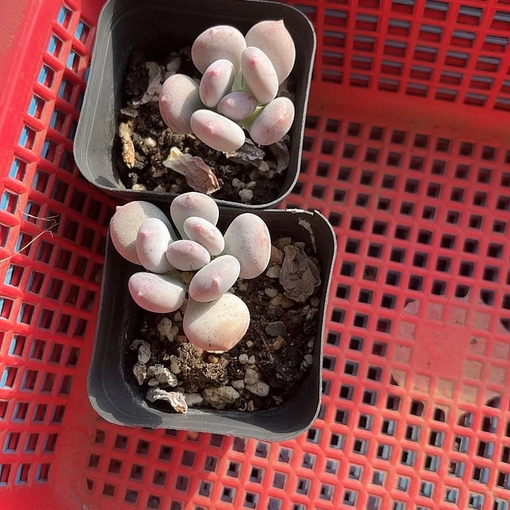 繁*c b x x f g de 368