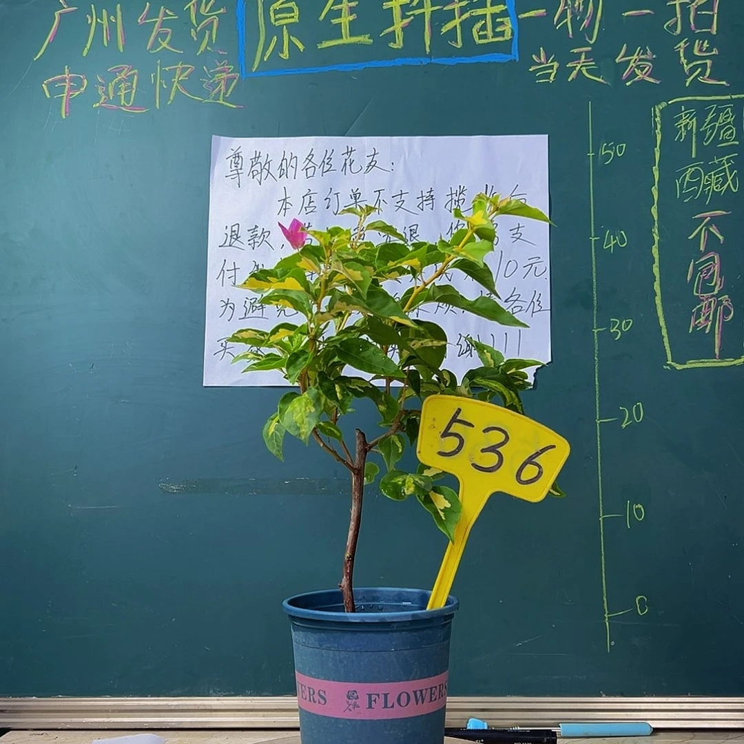 当前无花栽培后可以开花  金心双色 536