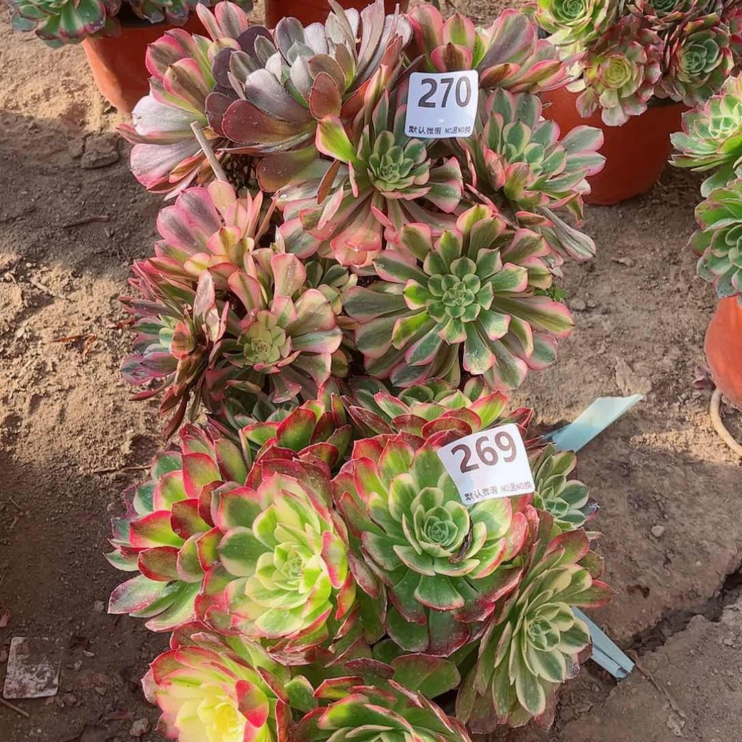 无花朵多肉植物组合270