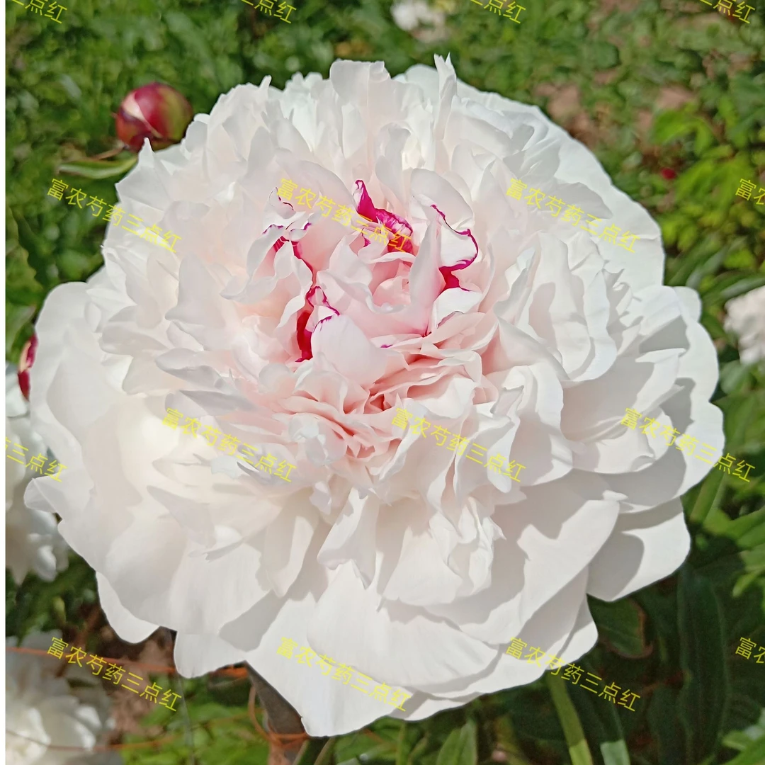 富农芍药甘肃老品种芍药三点红辉夜姬荼蘼花蝶兰花鲜花