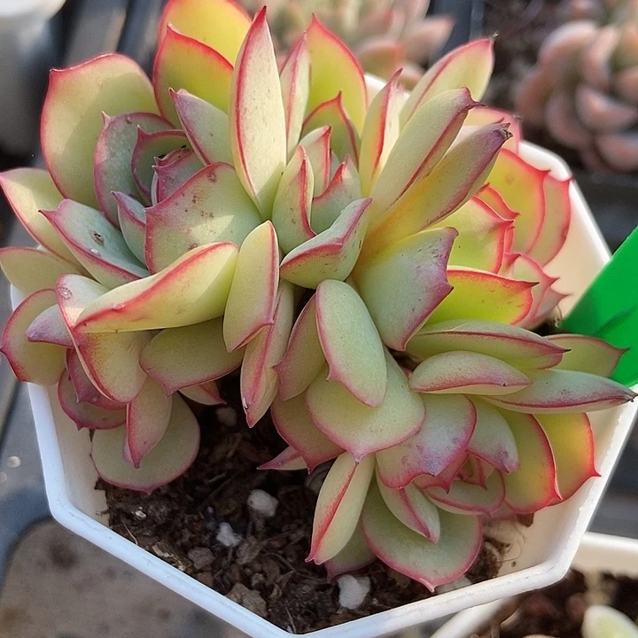 多肉植物牡丹亭756