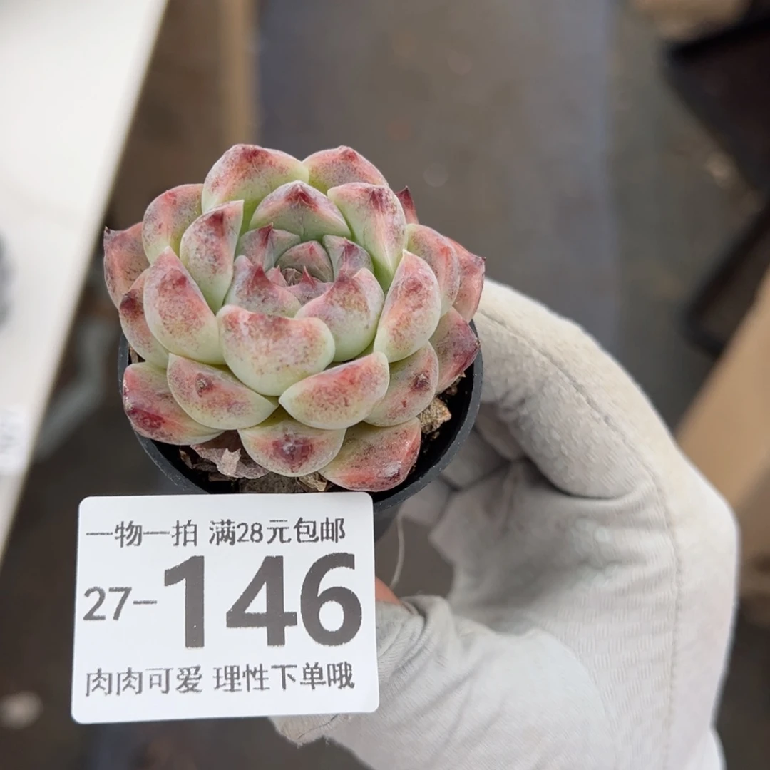 优选糖心多肉多肉多肉多肉