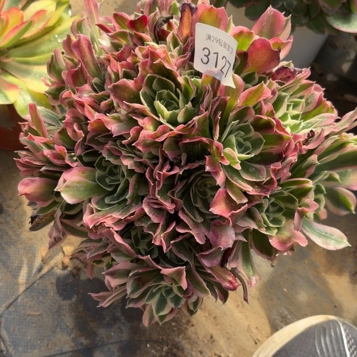 白凤多肉法师3127