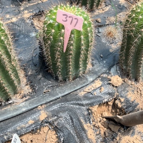 王***子牛牛毛花柱377号