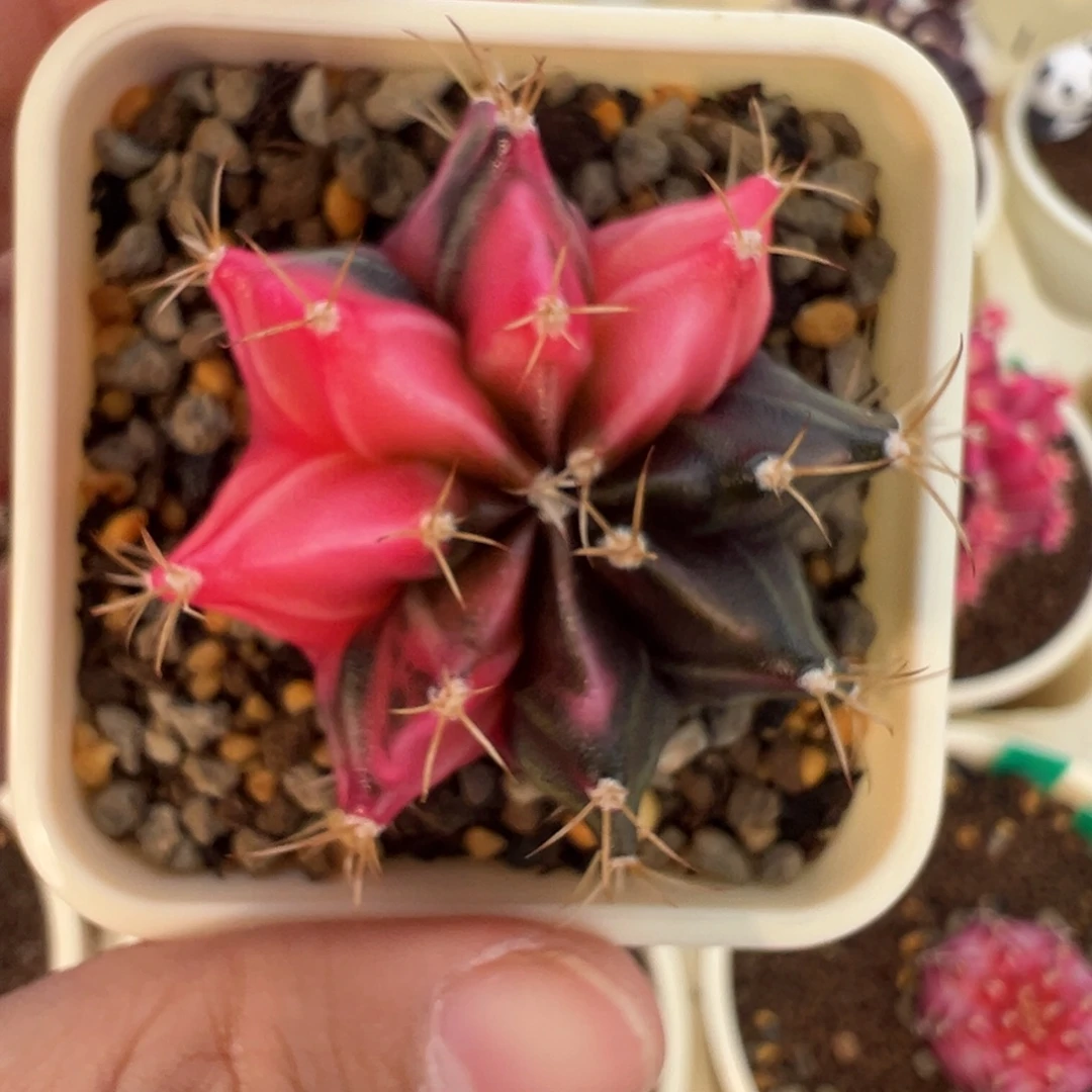 510 好看的米哈冲冲冲