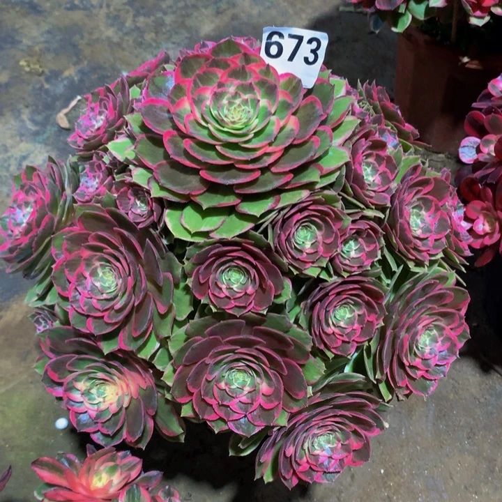 侃***t无花朵粉花妖673000000000