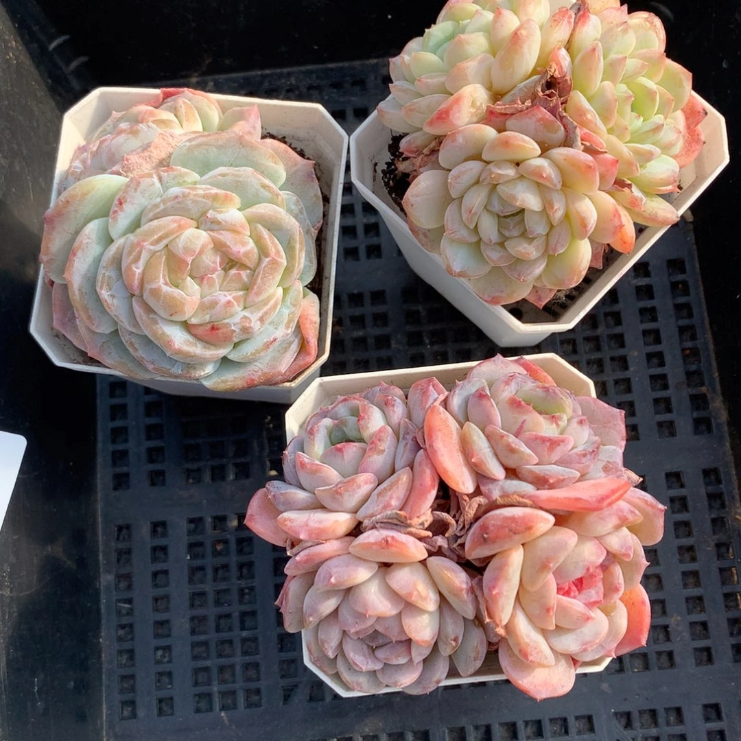 1217-15 糖心新品