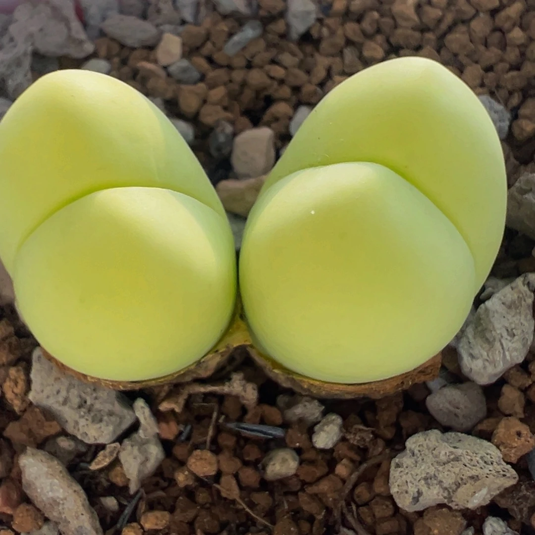 果冻粉拳头多肉植物