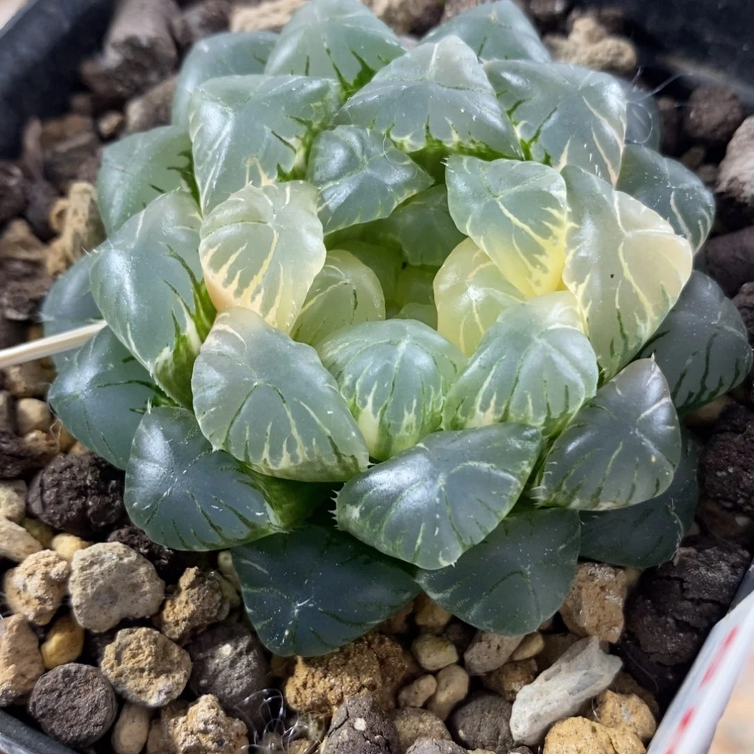 58湖水玉露锦一物一拍