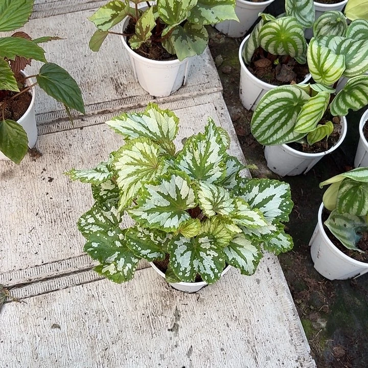 完全开放植物鸟秋海棠