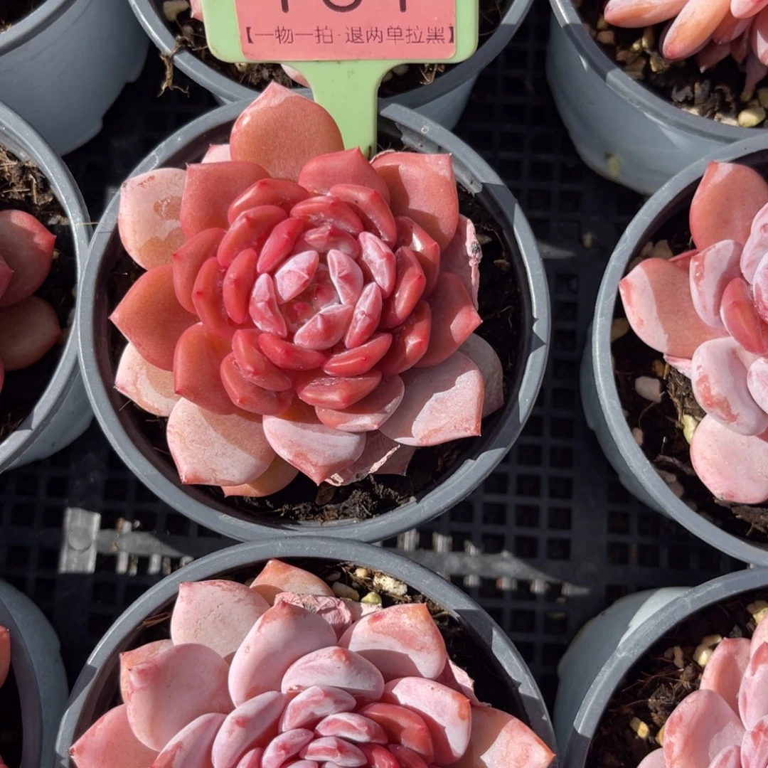 云尘多肉一物一拍161