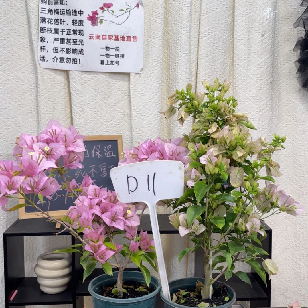 高***哥全部花朵丽娜+粉天使D11