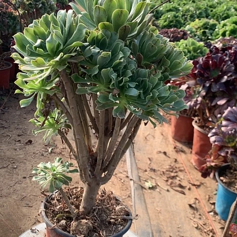 原始绿多肉植物法师11