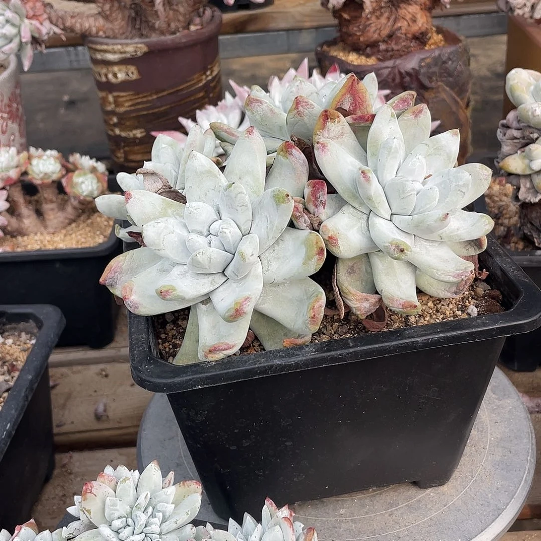 晨溪园艺仙女杯呀