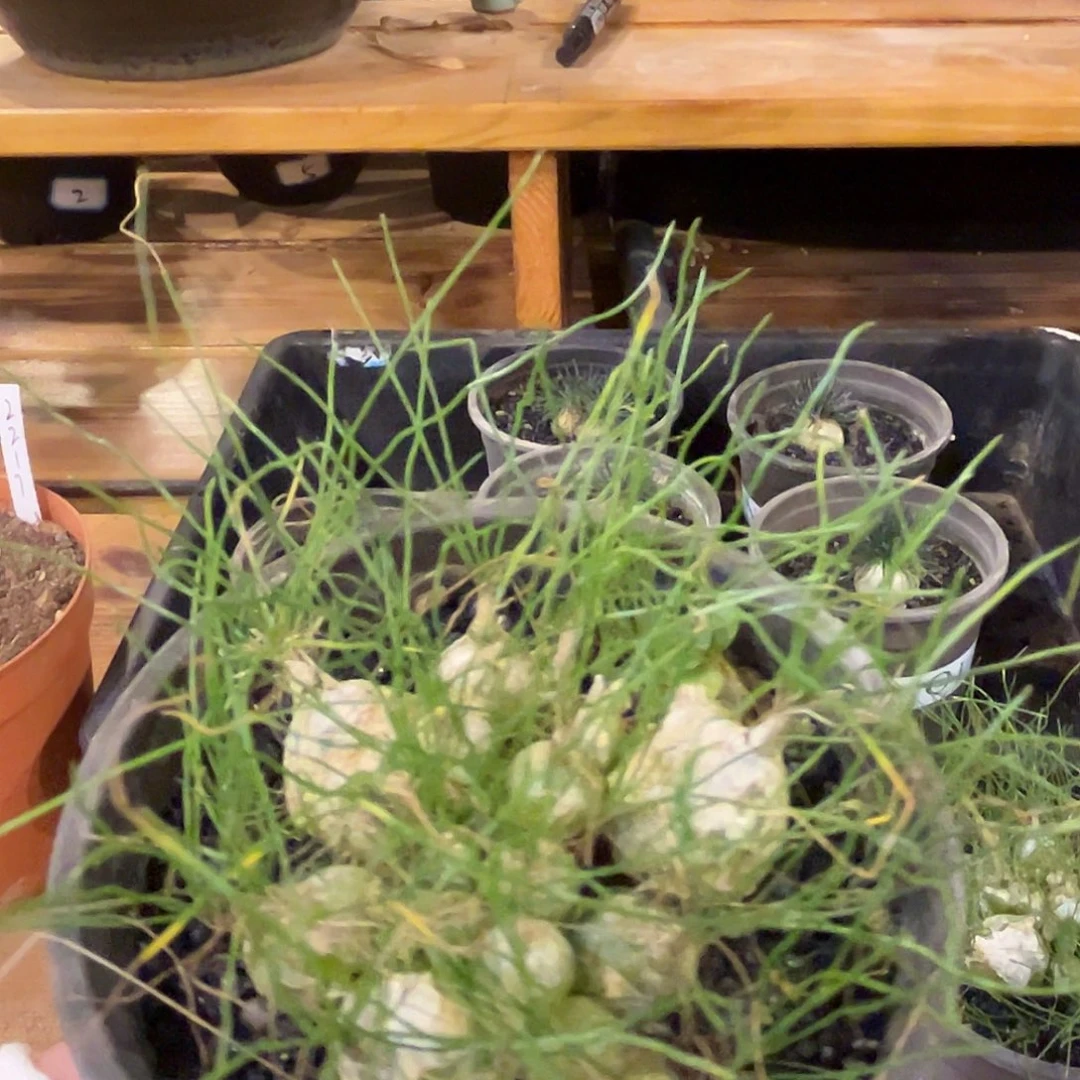 汤圆植物泰迪熊好看