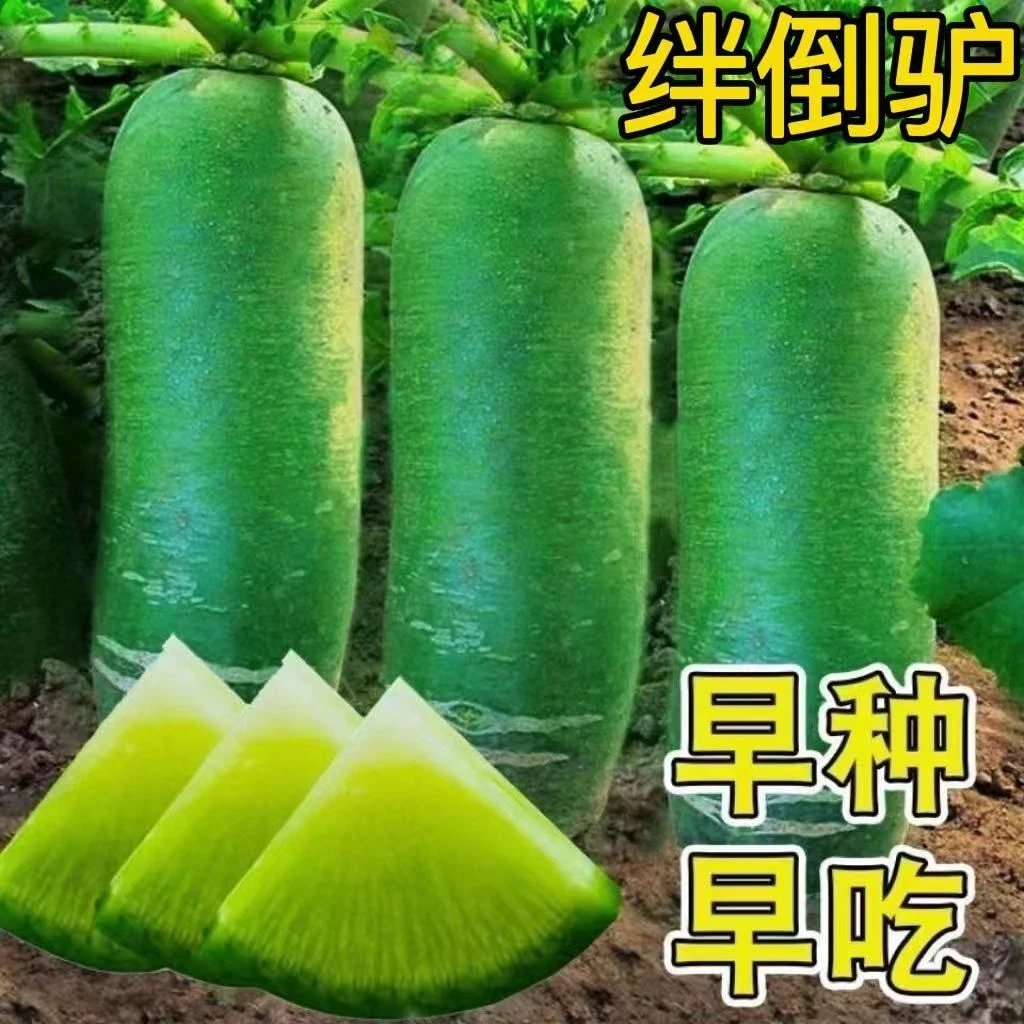 绊倒驴青萝卜种子种苗东北大青萝卜籽秋季大绿萝卜种子种苗蔬菜