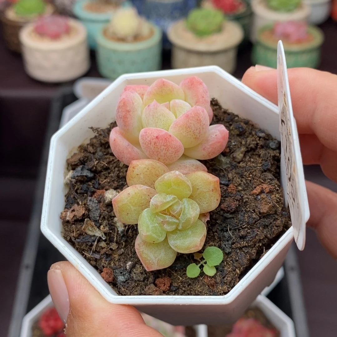 0102 仟盏双头 4.5cm