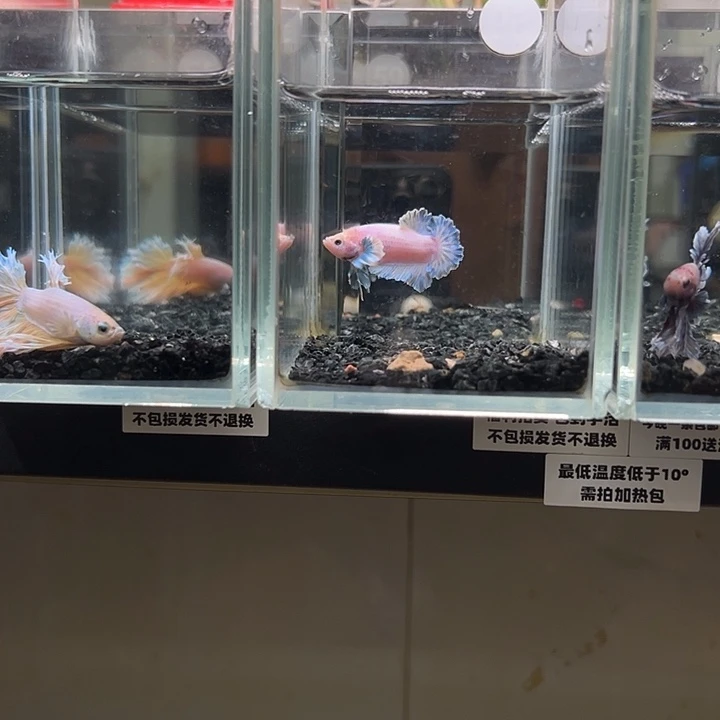 斗鱼竞拍跑单拉黑16日65+59+41