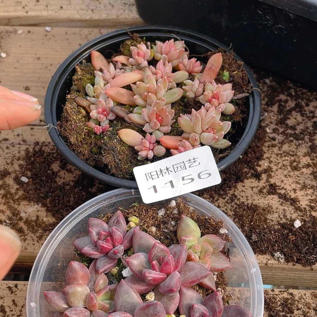 阿***紫多肉植物多肉植物1156