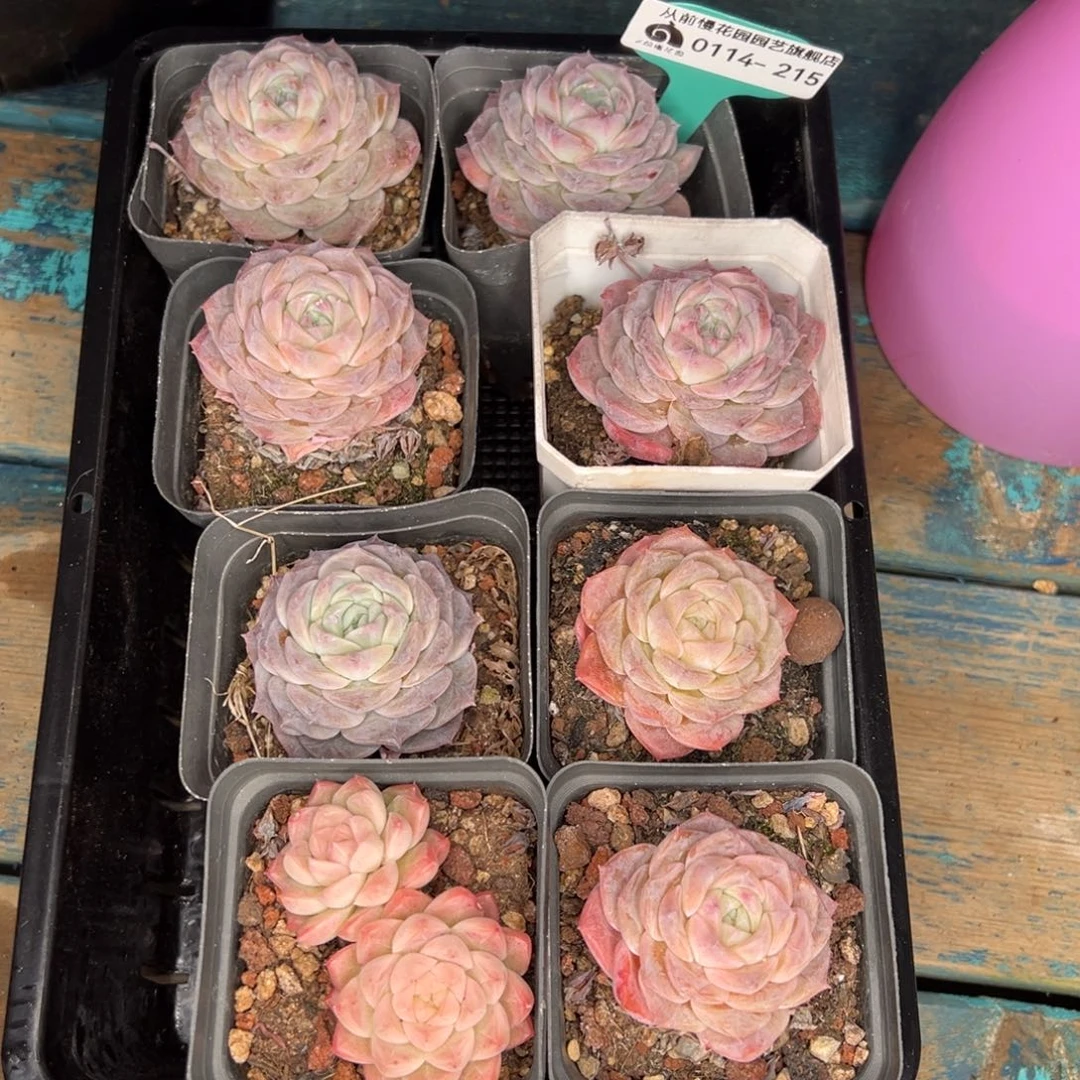 从前慢多肉精选编号0114.215