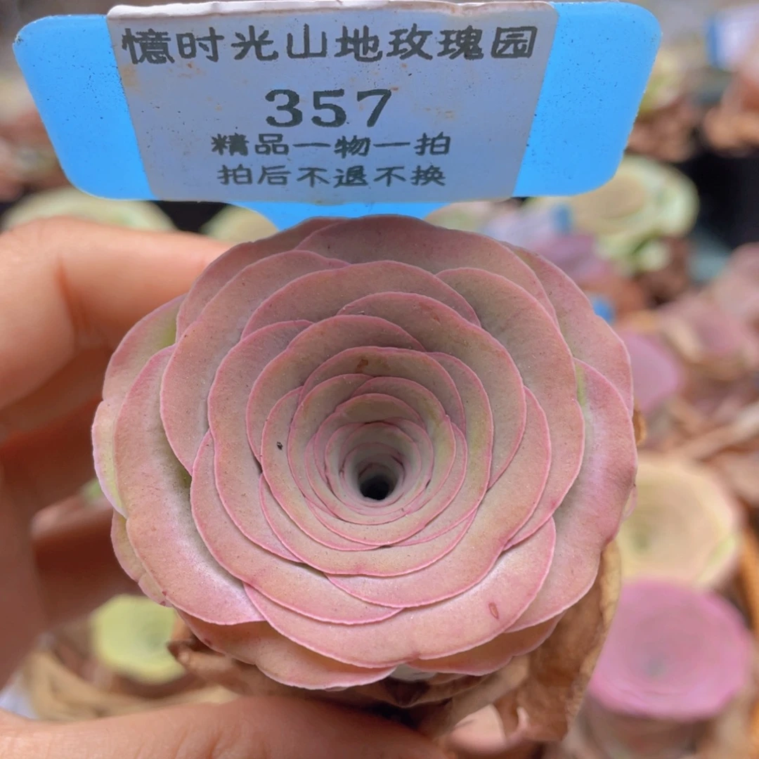 山地玫瑰 357裸根发货不售后