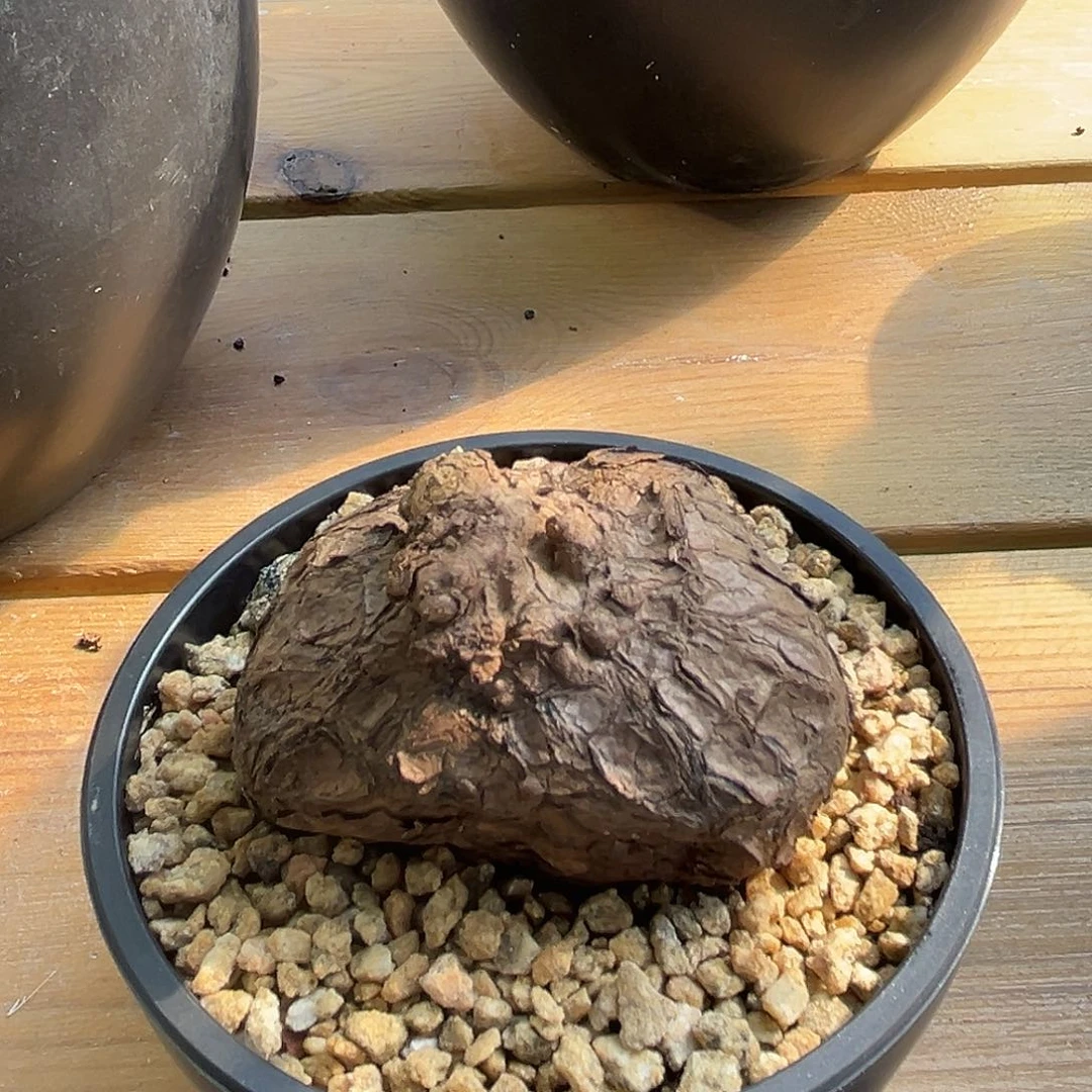 汤圆植物一叶龟好看