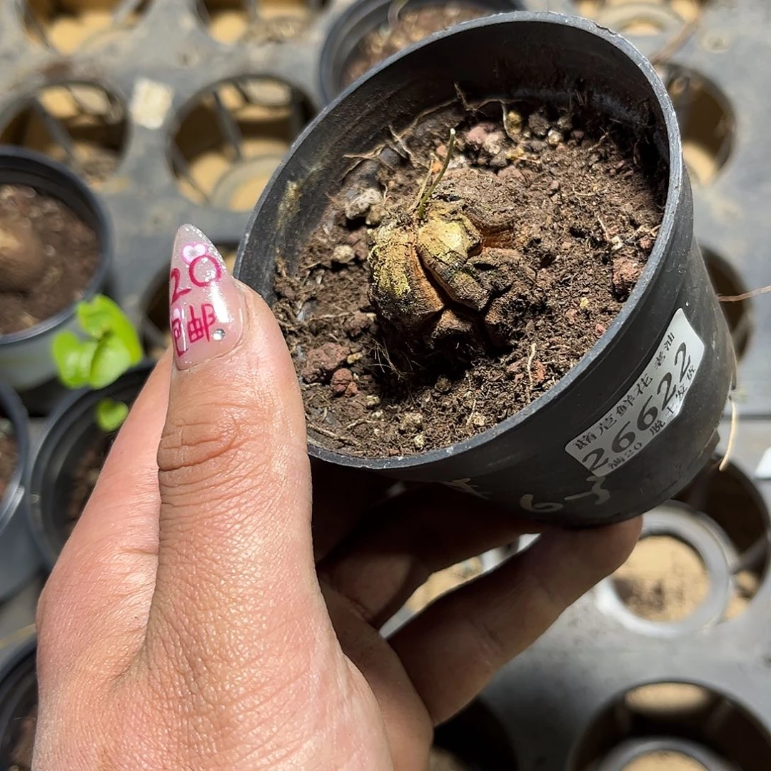 守****）26622一物一拍单头发货