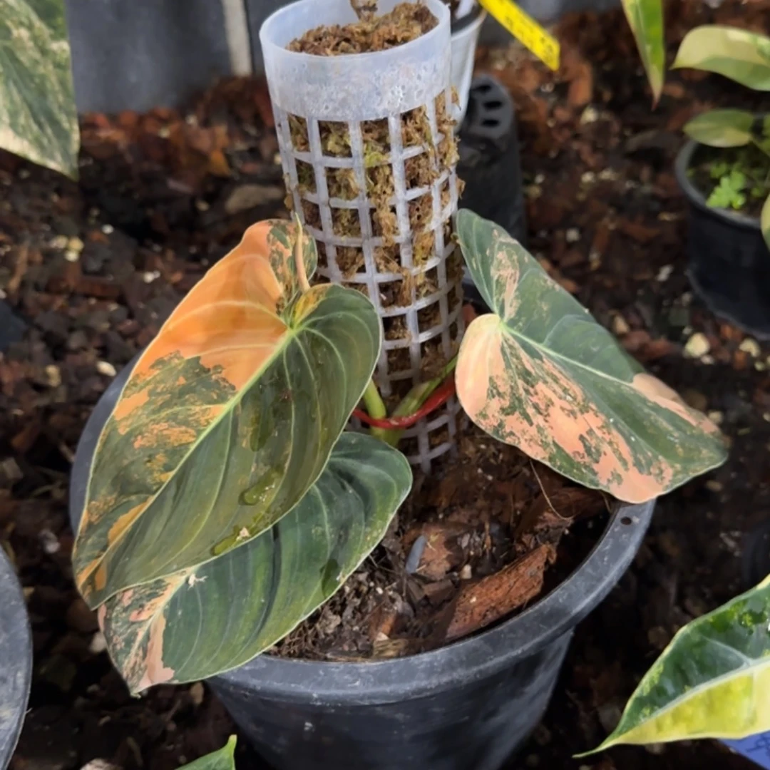 崽***好4-0103泰国发货黑金蔓绿绒