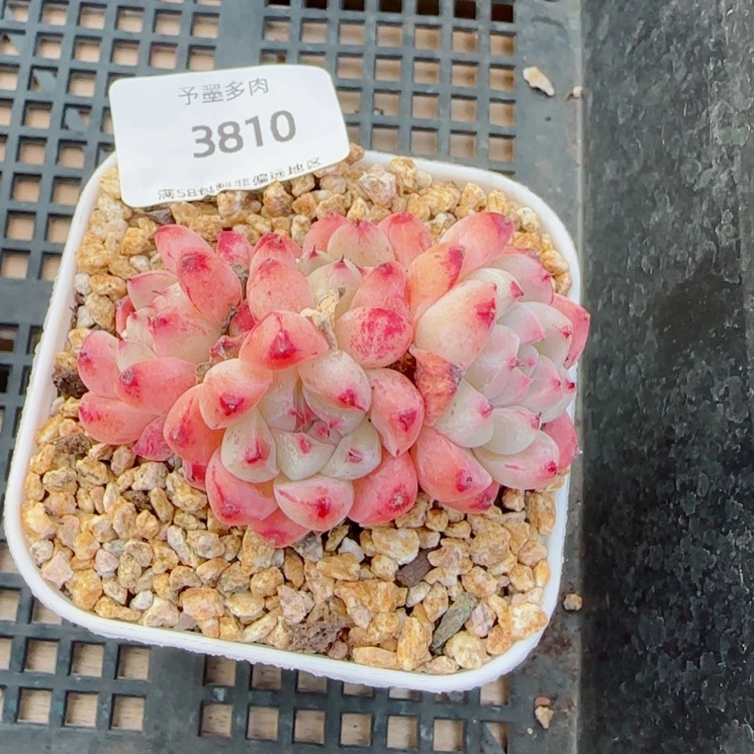 白底佳人，3810多肉植物
