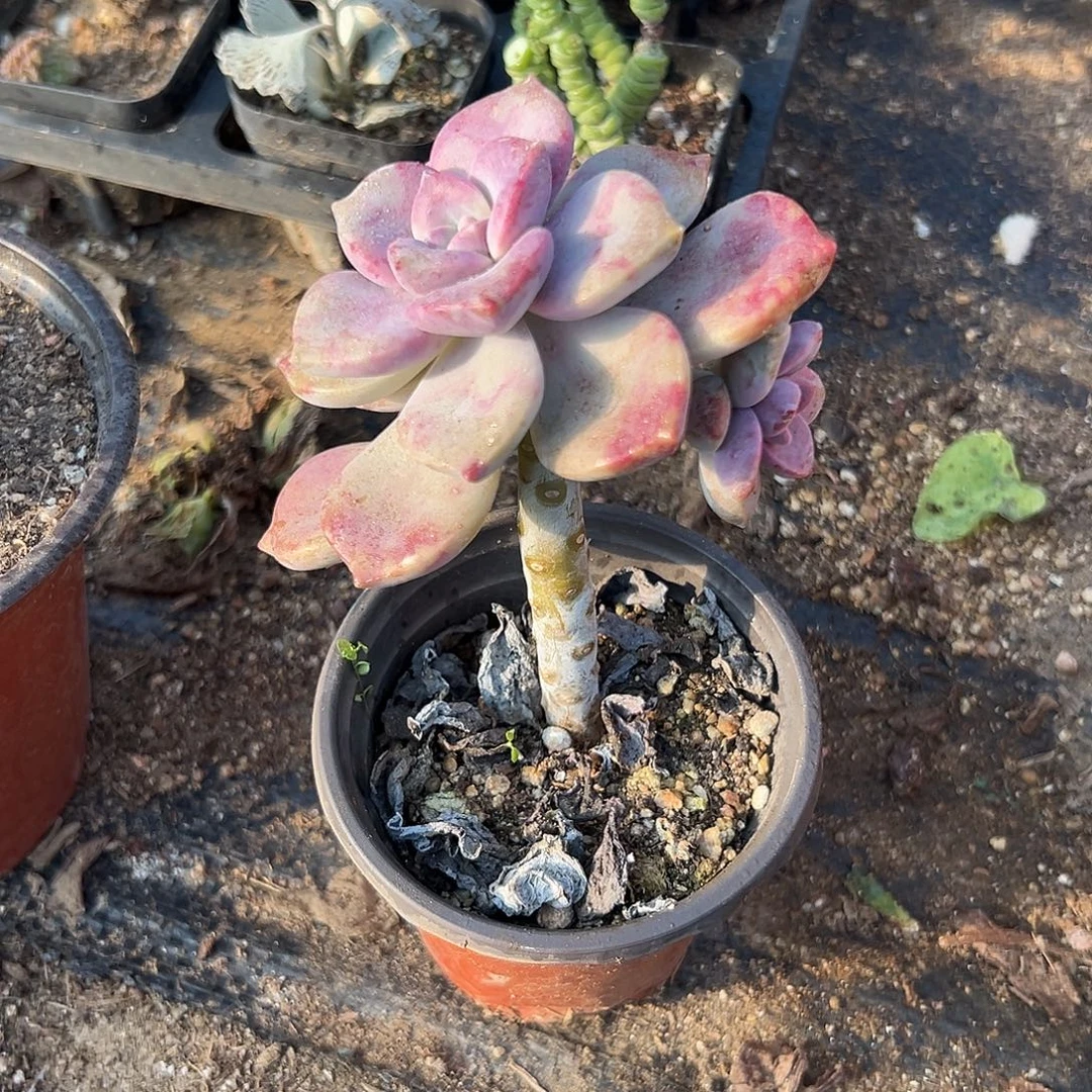 多肉植物鹅肝紫乐