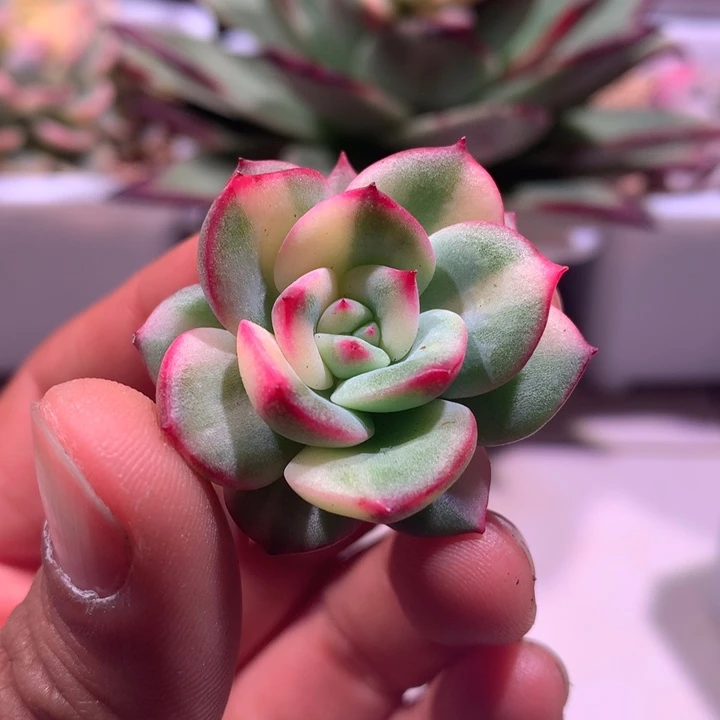 三文鱼锦拉丝锦侧芽